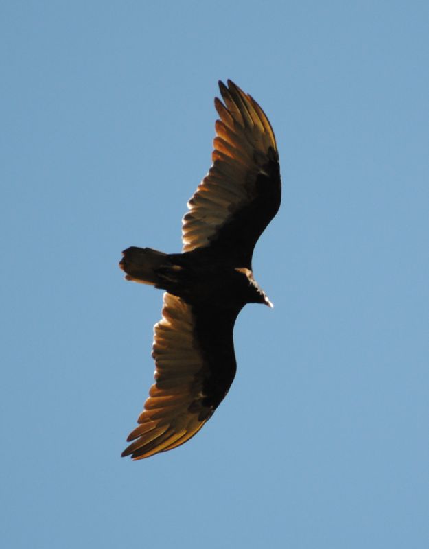 Identificazione - uccello(USA)